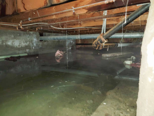 Best Carpet water damage restoration  in Los Alamos, NM